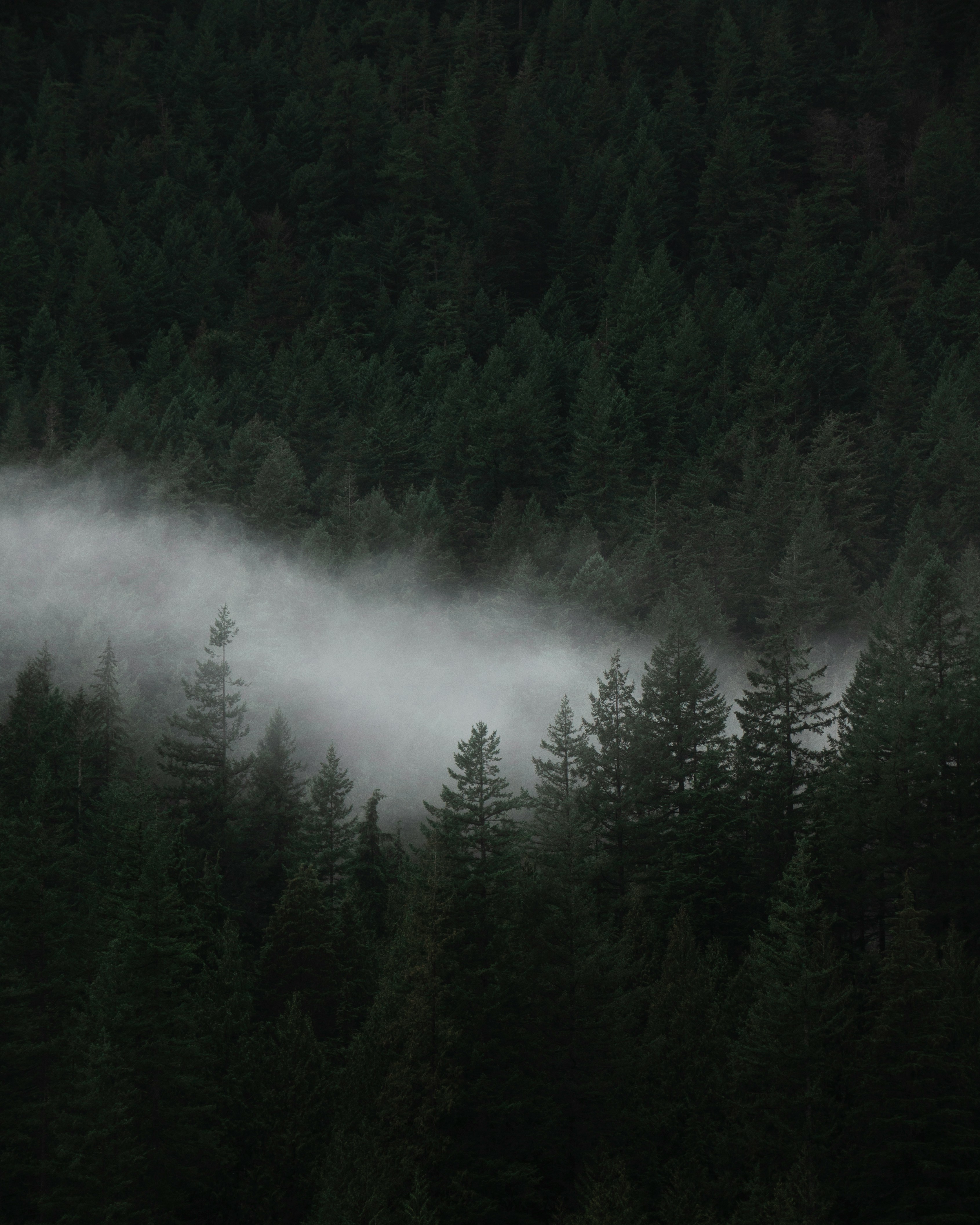 Aerial drone photograph of the deep green pine canopy over the Catskill Organics farm